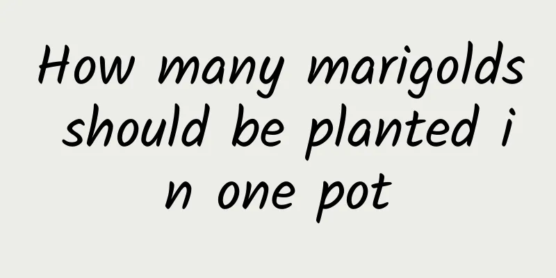 How many marigolds should be planted in one pot