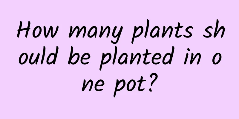 How many plants should be planted in one pot?