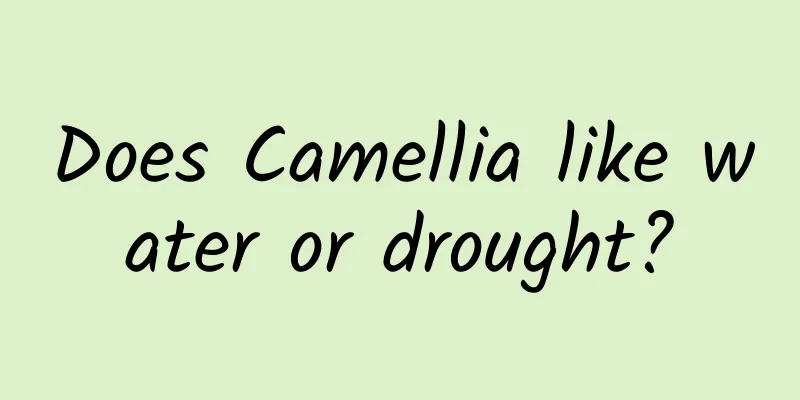 Does Camellia like water or drought?