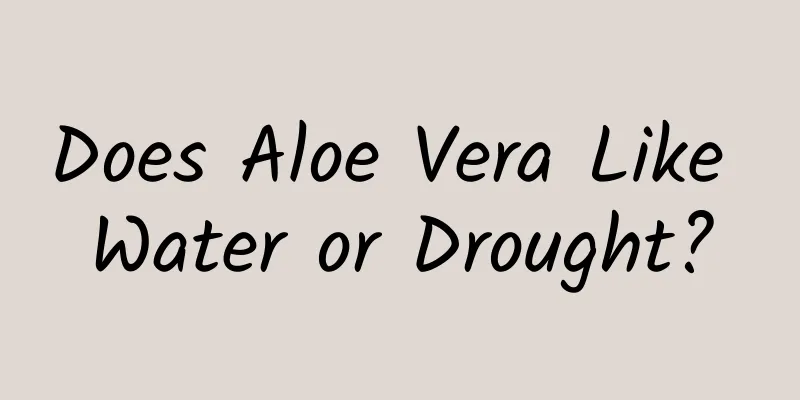 Does Aloe Vera Like Water or Drought?