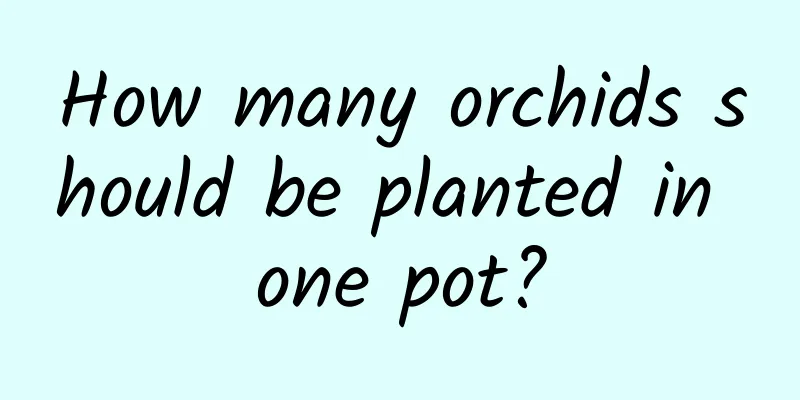 How many orchids should be planted in one pot?