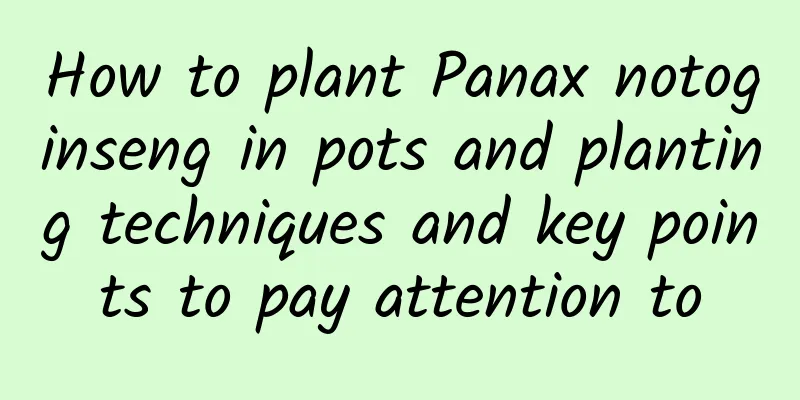How to plant Panax notoginseng in pots and planting techniques and key points to pay attention to