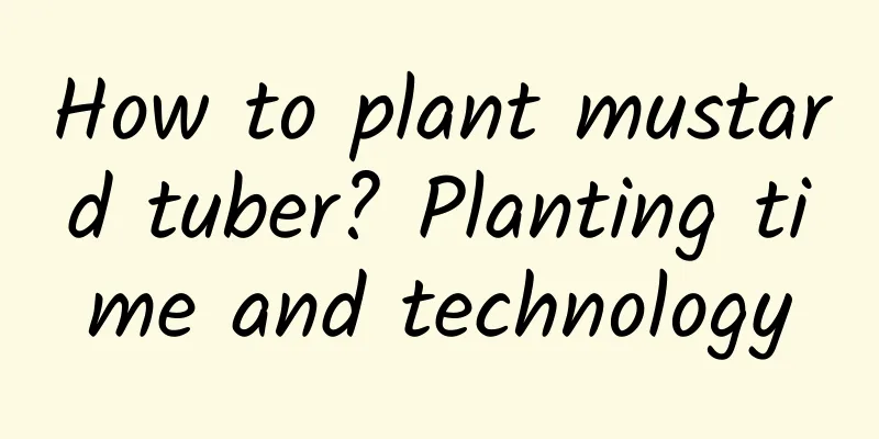 How to plant mustard tuber? Planting time and technology
