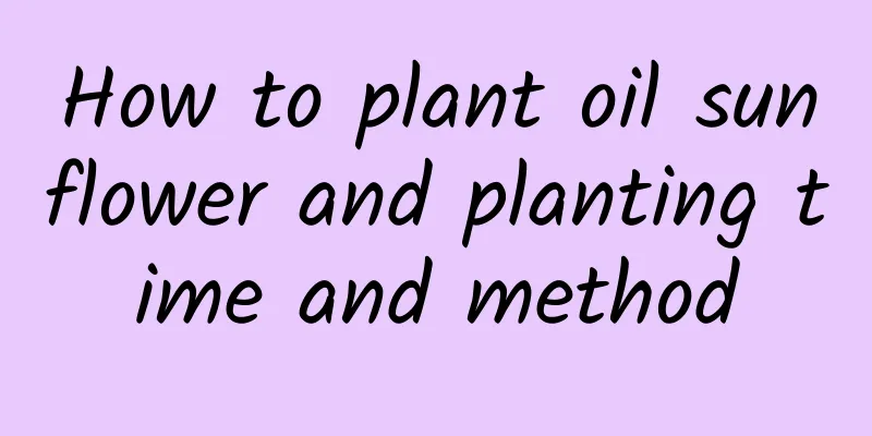 How to plant oil sunflower and planting time and method