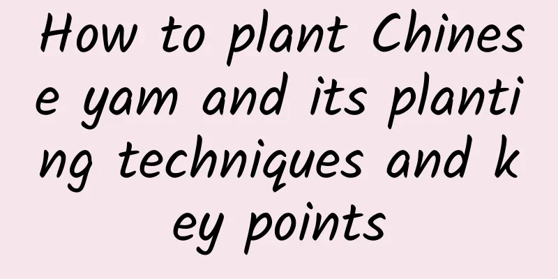 How to plant Chinese yam and its planting techniques and key points