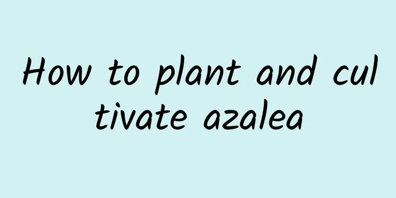 How to plant and cultivate azalea