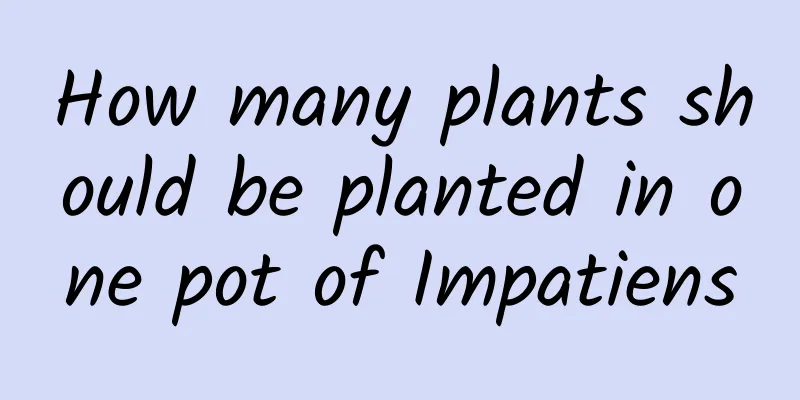How many plants should be planted in one pot of Impatiens