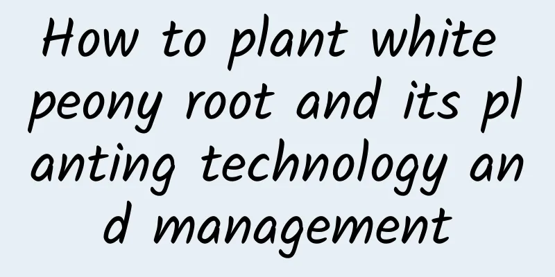 How to plant white peony root and its planting technology and management