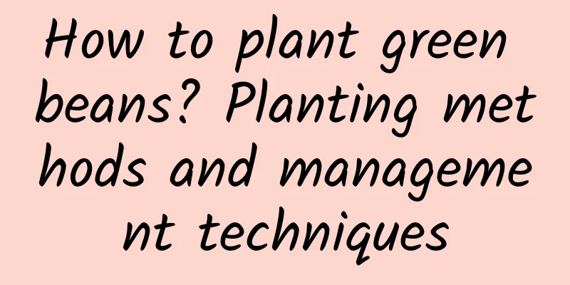 How to plant green beans? Planting methods and management techniques