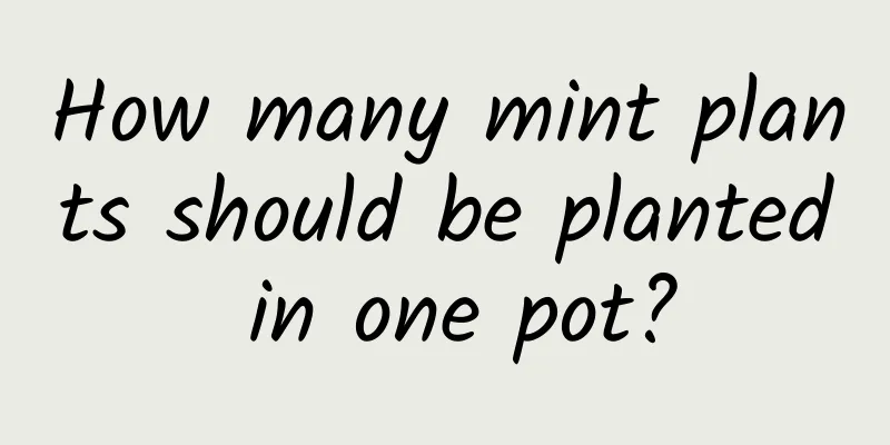 How many mint plants should be planted in one pot?