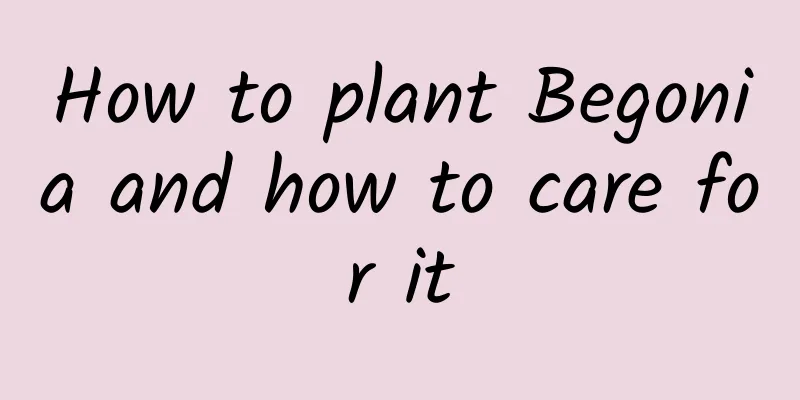 How to plant Begonia and how to care for it