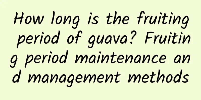 How long is the fruiting period of guava? Fruiting period maintenance and management methods