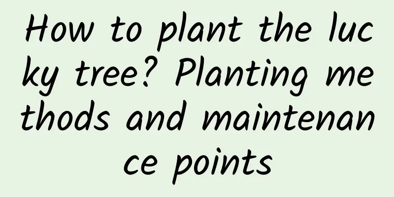 How to plant the lucky tree? Planting methods and maintenance points