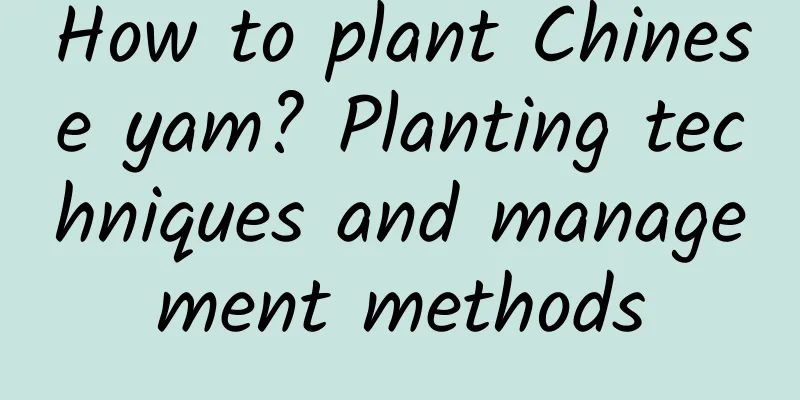 How to plant Chinese yam? Planting techniques and management methods