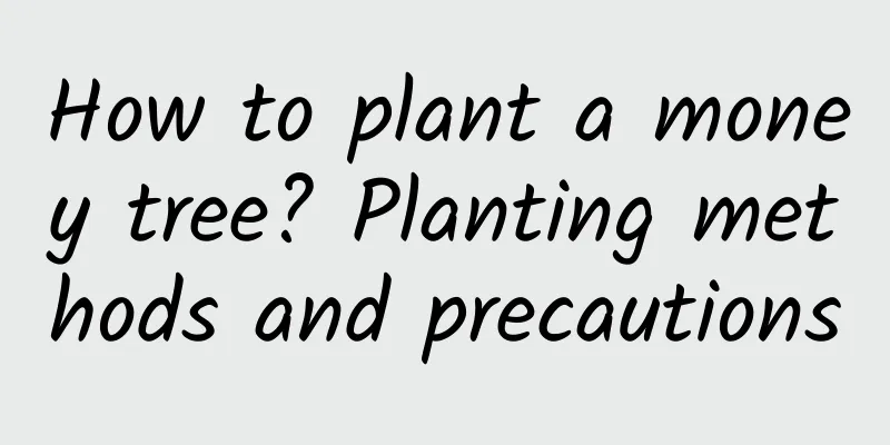 How to plant a money tree? Planting methods and precautions