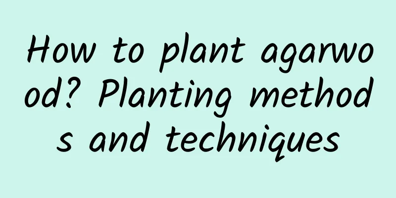 How to plant agarwood? Planting methods and techniques
