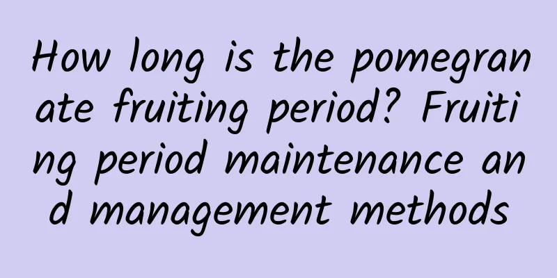 How long is the pomegranate fruiting period? Fruiting period maintenance and management methods