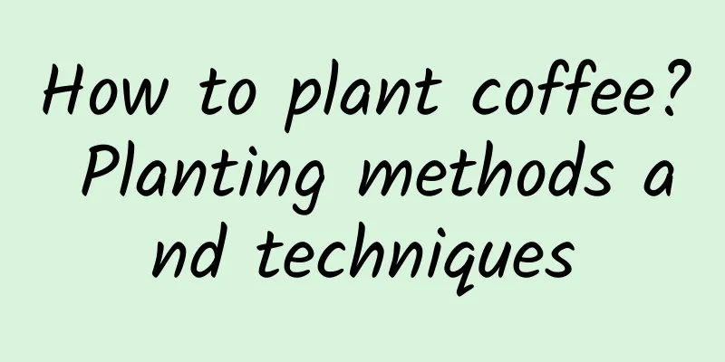 How to plant coffee? Planting methods and techniques