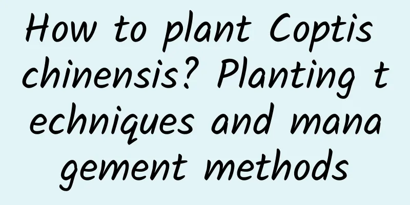 How to plant Coptis chinensis? Planting techniques and management methods