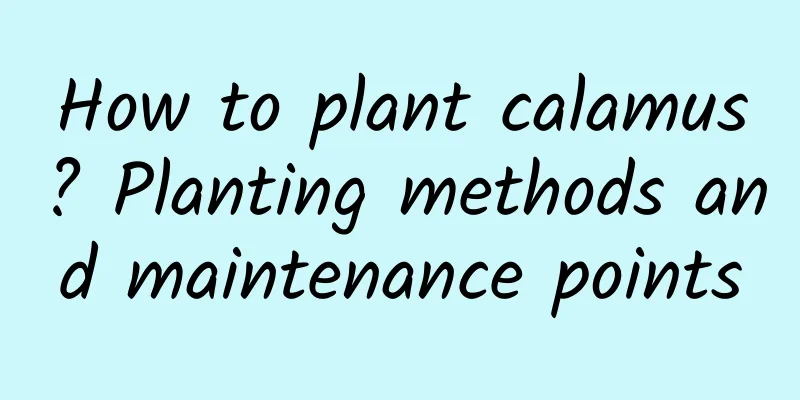 How to plant calamus? Planting methods and maintenance points