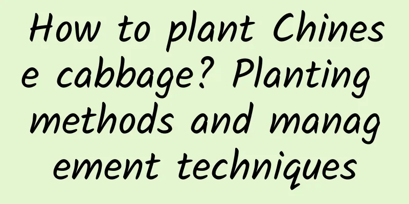How to plant Chinese cabbage? Planting methods and management techniques