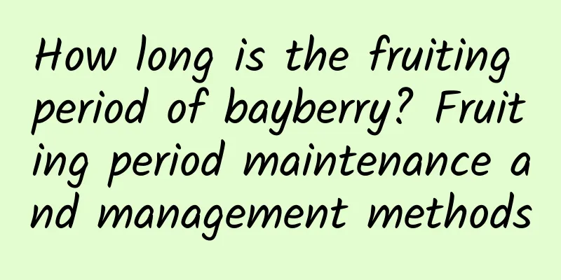 How long is the fruiting period of bayberry? Fruiting period maintenance and management methods