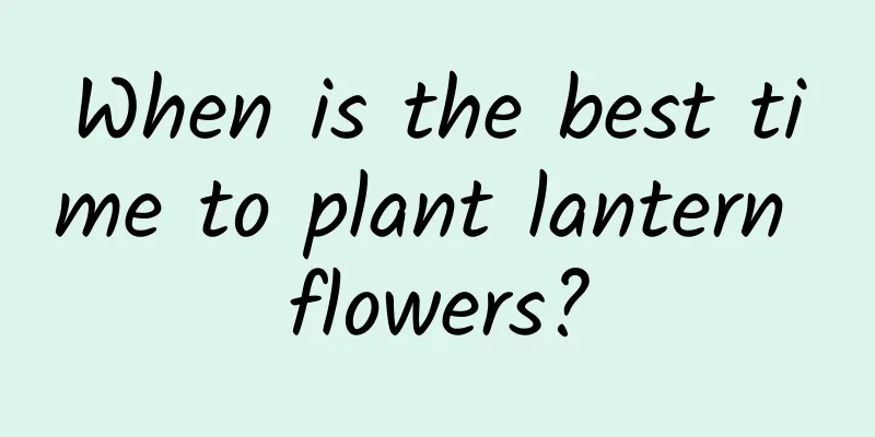 When is the best time to plant lantern flowers?