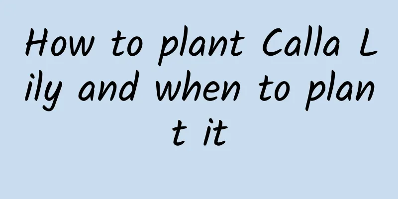 How to plant Calla Lily and when to plant it