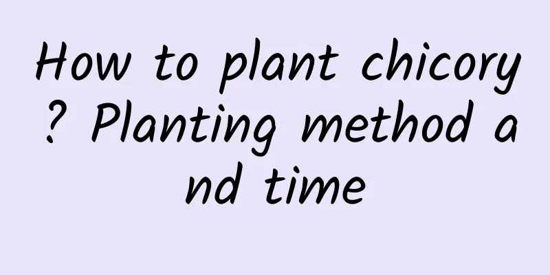 How to plant chicory? Planting method and time