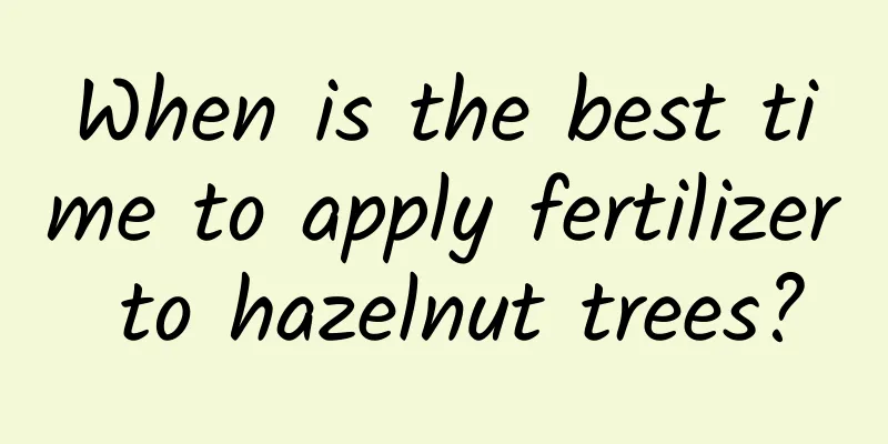 When is the best time to apply fertilizer to hazelnut trees?