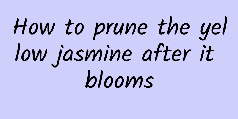 How to prune the yellow jasmine after it blooms
