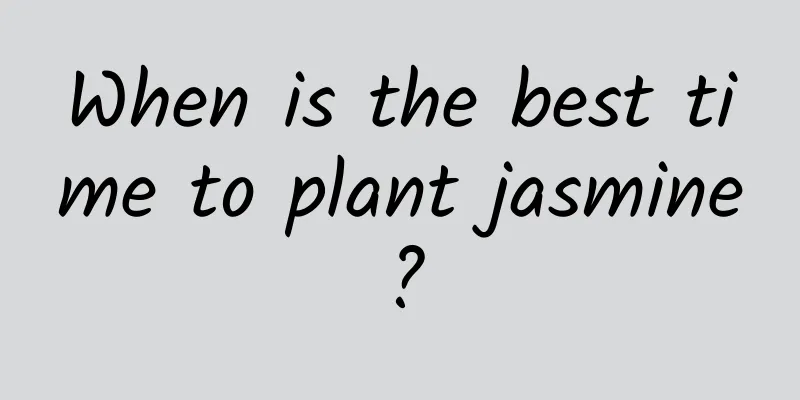 When is the best time to plant jasmine?
