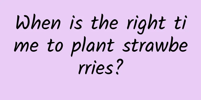 When is the right time to plant strawberries?