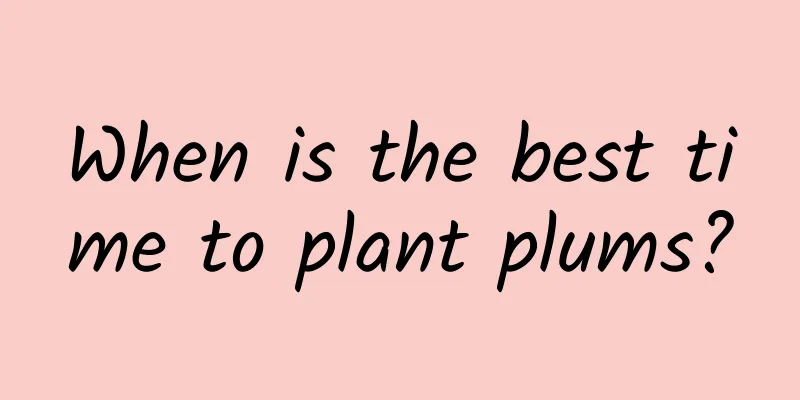When is the best time to plant plums?