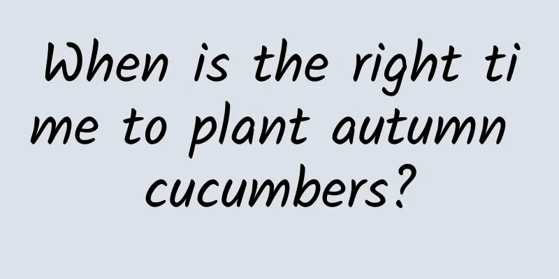 When is the right time to plant autumn cucumbers?