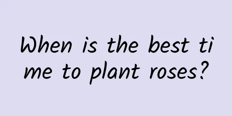 When is the best time to plant roses?