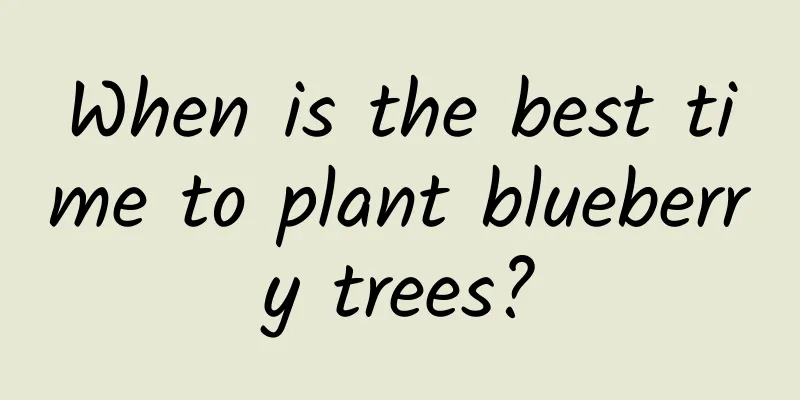 When is the best time to plant blueberry trees?