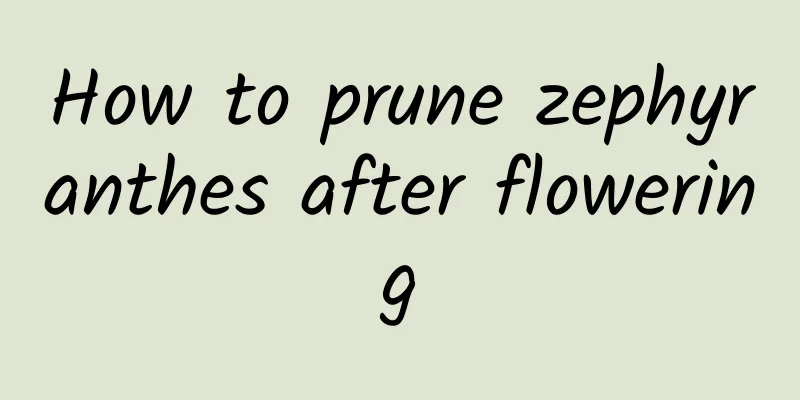 How to prune zephyranthes after flowering