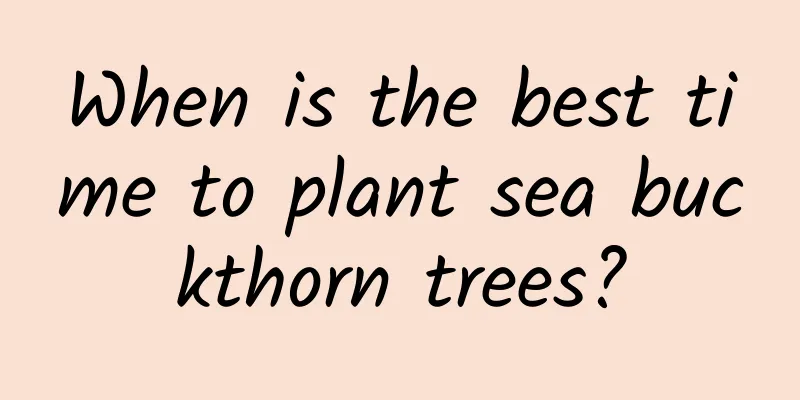 When is the best time to plant sea buckthorn trees?