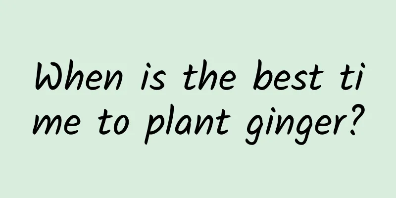 When is the best time to plant ginger?
