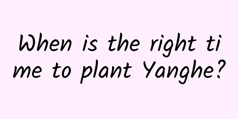 When is the right time to plant Yanghe?