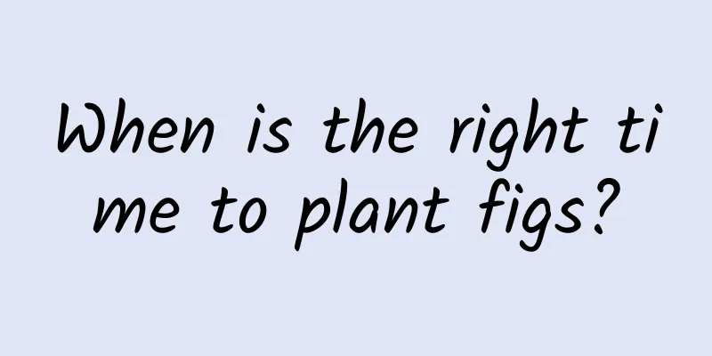 When is the right time to plant figs?