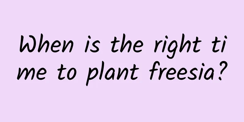 When is the right time to plant freesia?