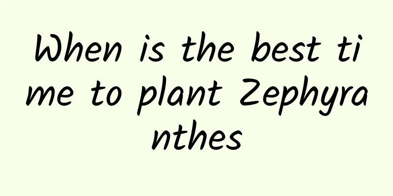 When is the best time to plant Zephyranthes