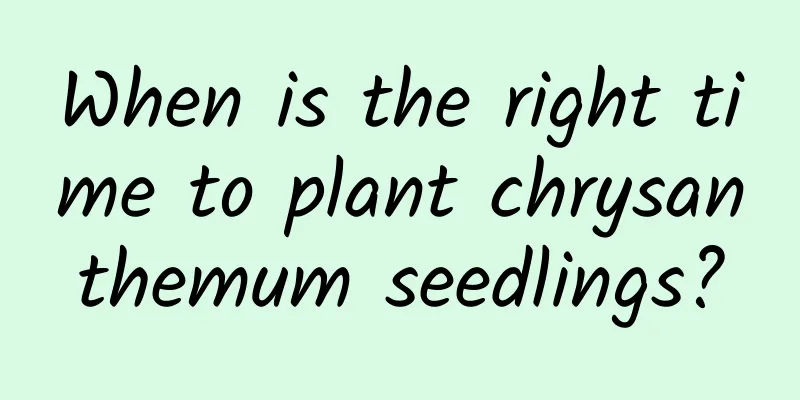 When is the right time to plant chrysanthemum seedlings?
