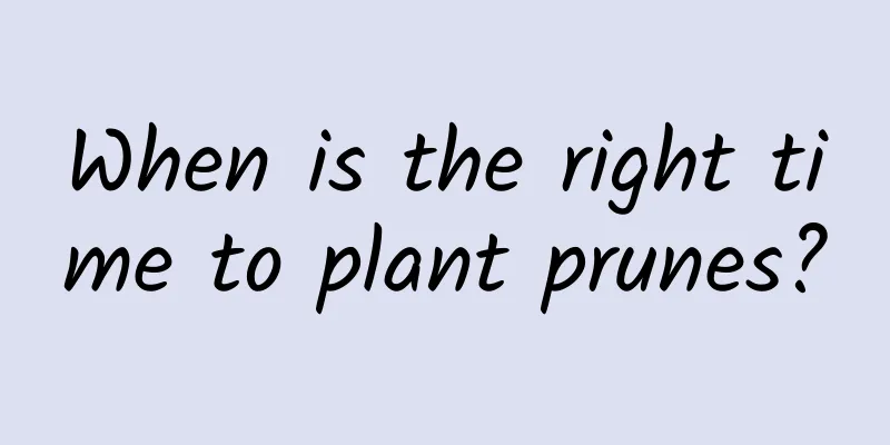 When is the right time to plant prunes?