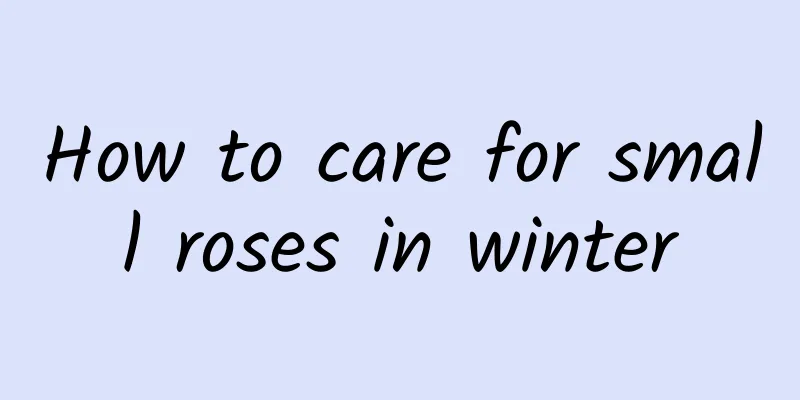 How to care for small roses in winter