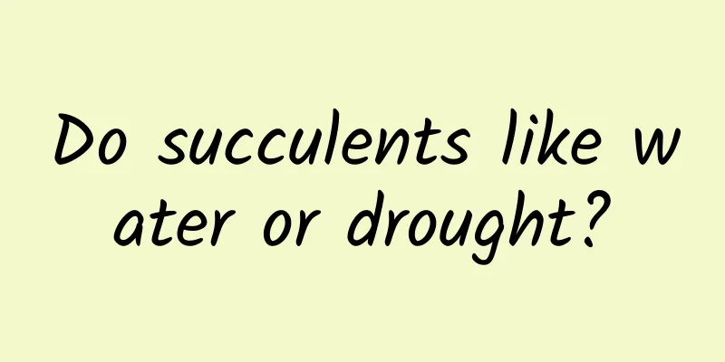 Do succulents like water or drought?