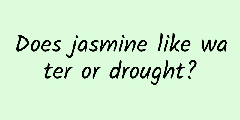 Does jasmine like water or drought?