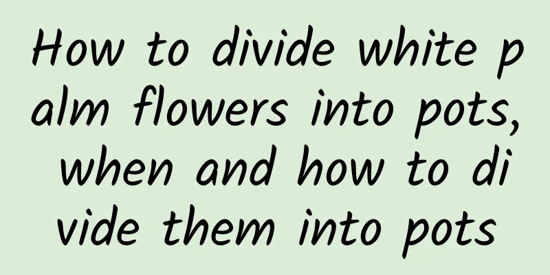 How to divide white palm flowers into pots, when and how to divide them into pots